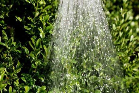 Water drops from a watering pot on green leaves.の写真素材