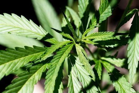 Young green leaves of a Cannabis sativa plant.の写真素材