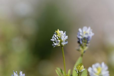Flowers of blue fenugreek (Trigonella caerulea)の写真素材