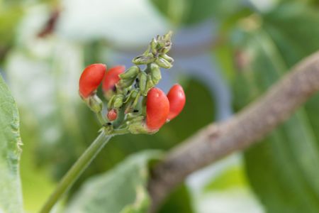 Flower of a runners bean plant (Phaseolus coccineus)の写真素材