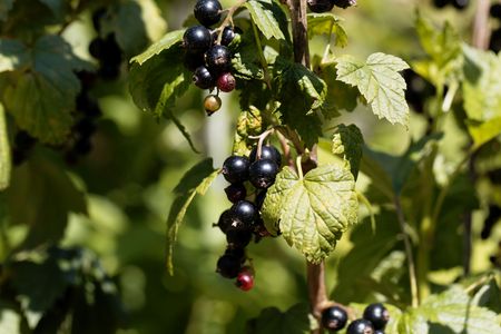 Fruits of a black currant (Ribes nigrum) on a bush.の写真素材