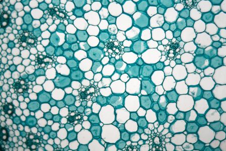 Cross section through cells of a stem from a maize plant (Zea mays) under the microscope.の写真素材