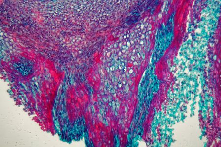 Cross section through cells of a seedling from a maize plant (Zea mays) under the microscope.の写真素材