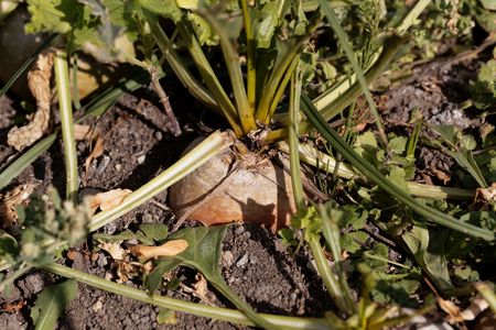 Fruit of yellow beet (Beta vulgaris) in a field.