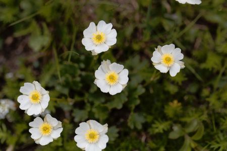 Flowers of Alpine Buttercups (Ranunculus alpestris), in the Austrian Alps.
