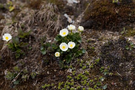 Flowers of Alpine Buttercups (Ranunculus alpestris), in the Austrian Alps.の写真素材