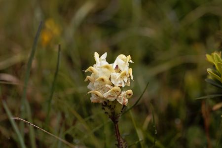 Flower of the parasitic plant Pedicularis tuberosa, from the European Alps.の写真素材