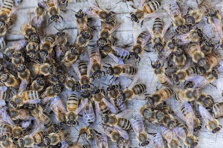 Macro photo of European honey bees (Apis mellifera) on a wood background.の写真素材
