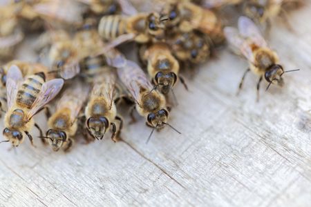 Macro photo of European honey bees (Apis mellifera) on a wood background.