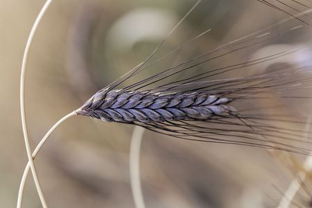 A spike of black emmer wheat (Triticum dicoccon var. atratum), an old variation of emmer.の写真素材