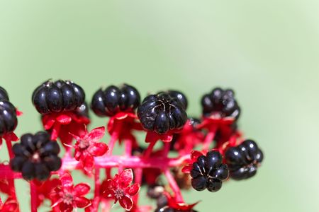 Macro photo of Indian poke berries (Phytolacca acinosa)の写真素材