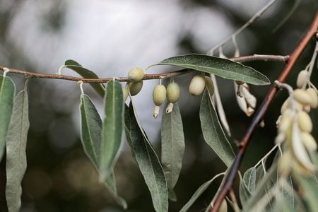 Fruits of a Russian olive tree (Elaeagnus angustifolia)の写真素材
