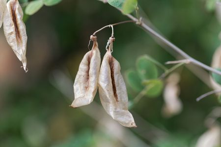 Fruits of a bladder senna bush (Colutea arborescens)