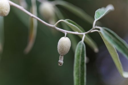 Fruits of a Russian olive tree (Elaeagnus angustifolia)の写真素材