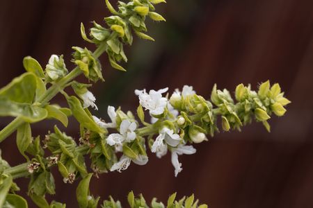 Macro photo of basil flowers (Ocimum basilicum) with brown background.の写真素材