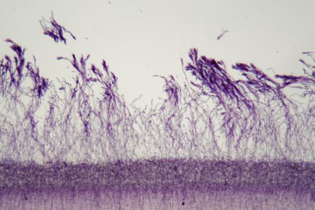 Microscope photo a bundle of blue stained Penicillium fungis.の写真素材