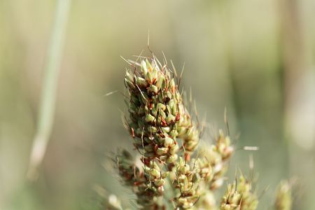 Macro photo of a sorghum panicle (Sorghum dochna var. technicum)の写真素材