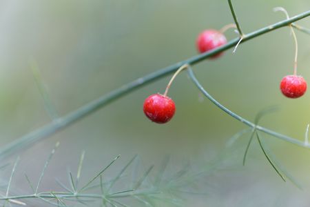 Berry of a garden asparagus (Asparagus officinalis) with a green background.の写真素材