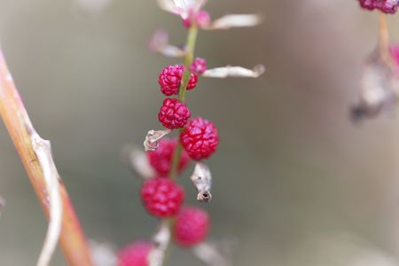 Berry of a leafy goosefoot plant (Blitum virgatum), an old vegetable from Southern Europe.