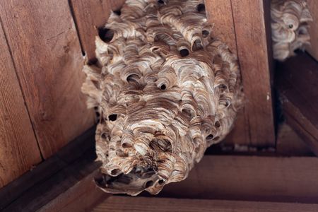 Detail of a European Hornet (Vespa crabro) nest.
