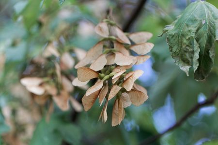 Fruits of a sycamore maple (Acer pseudoplatanus)の写真素材