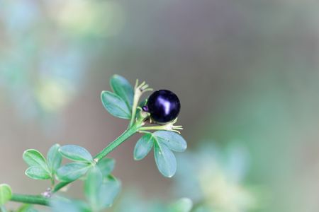 Berry of a jasmine bush (Jasminum fruticans)