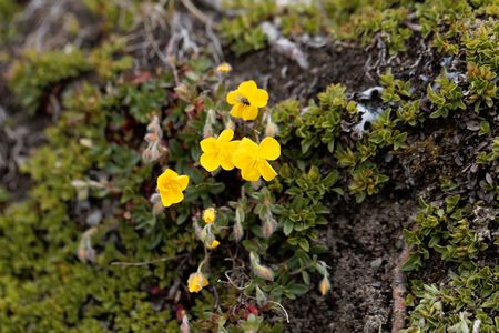Flower of the cinquefoil Potentilla aurea, on a mountain slope in the Austrian Alps.の写真素材