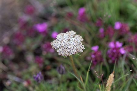 Flowers of the alpine plant Pachypleurum mutellinoides at the Austrian Alps