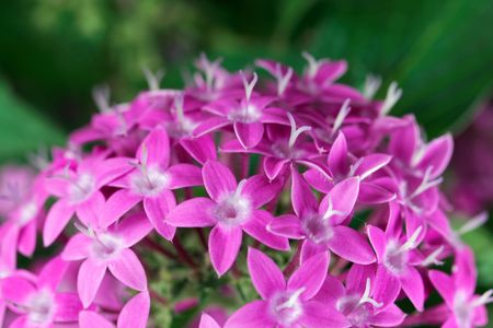 Flowers of an Egyptian starcluster (Pentas lanceolata)