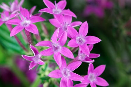 Flowers of an Egyptian starcluster (Pentas lanceolata)の写真素材