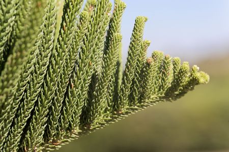 Foliage of a Norfolk pine (Araucaria heterophylla)