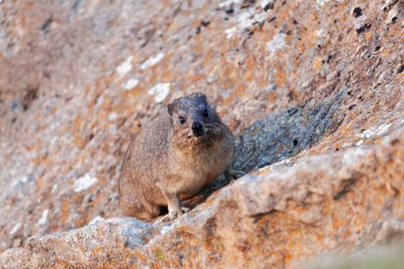 A rock hyrax (Procavia capensis) on a rock surface.の写真素材