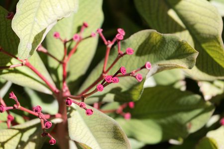 Flowers of African milkbush (Euphorbia umbellata)