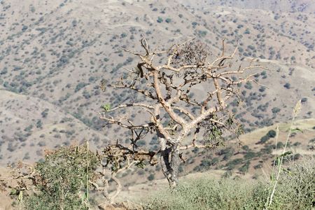 Sudanese frankincense tree (Boswellia papyrifera) in the Ethiopian mountains.