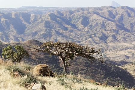 Sudanese frankincense tree (Boswellia papyrifera) in the Ethiopian mountains.