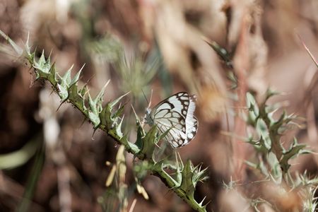 A Caper White butterfly (Belenois aurota aurota) in a bush in East Africa.の写真素材