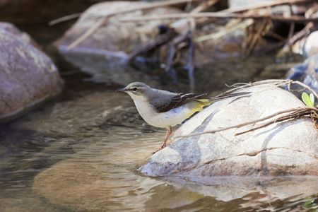 A gray wagtail (Motacilla cinerea) on rocks of a mountain river.の写真素材