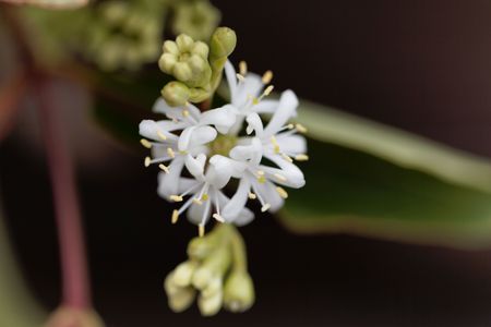 Macro photo of flowers of a Seven Son Bush (Heptacodium miconioides)の写真素材