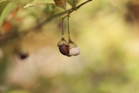 Fruits of the snowbell tree Styrax japonicus.の写真素材