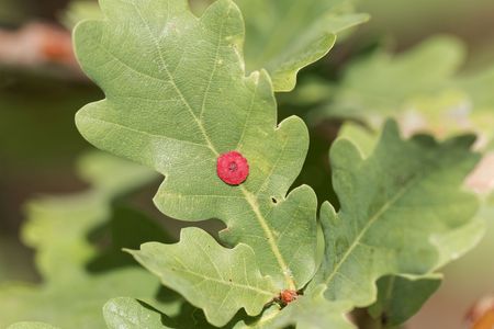 Red common spangle gall of the gall wasp Neuroterus quercusbaccarum on an oak leaf.の写真素材