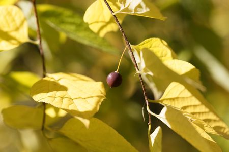 Fruit of a European nettle tree (Celtis australis) on a branch with leaves.