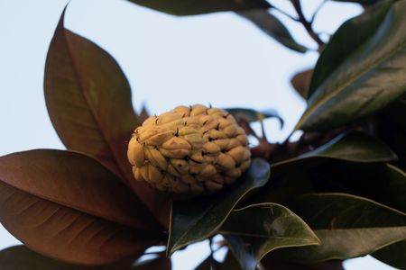 Fruit of a Southern Magnolia (Magnolia grandiflora), with branches and leaves.の写真素材