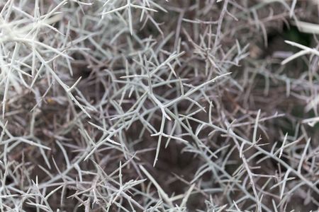 Grey branches of a spiny broom (Calicotome villosa)の写真素材