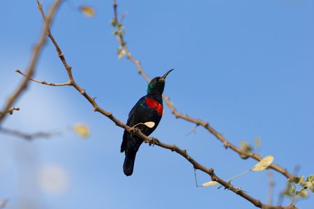A Scarlet-chested Sunbird (Chalcomitra senegalensis) on a branch.の写真素材
