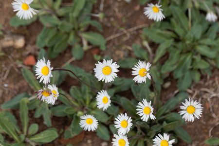 Flowers of Southern daisy plants (Bellis sylvestris)の写真素材