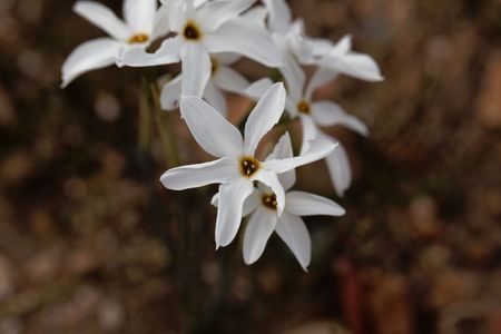 Flower of Narcissus elegans, a wild-growing narcissus from the western Mediterranean area.の写真素材