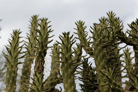 Macro photo of leaves and branches of Austrocylindropuntia subulata.の写真素材