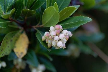 Macro photo of flowers of a strawberry tree (Arbutus unedo)の写真素材