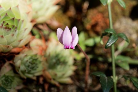 Flower of an ivy leaved cyclamen (Cyclamen hederifolium), a Cyclamen from the Mediterranean region.の写真素材