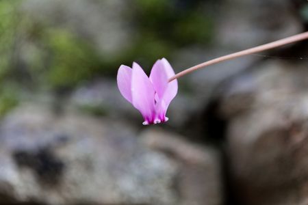 Flower of an ivy leaved cyclamen (Cyclamen hederifolium), a Cyclamen from the Mediterranean region.の写真素材